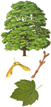 Sycamore tree