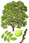 Common Walnut tree