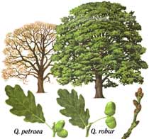 Pedunculate (English) Oak tree